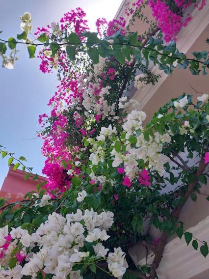 Selenya Apart Marmaris Zewnętrze zdjęcie